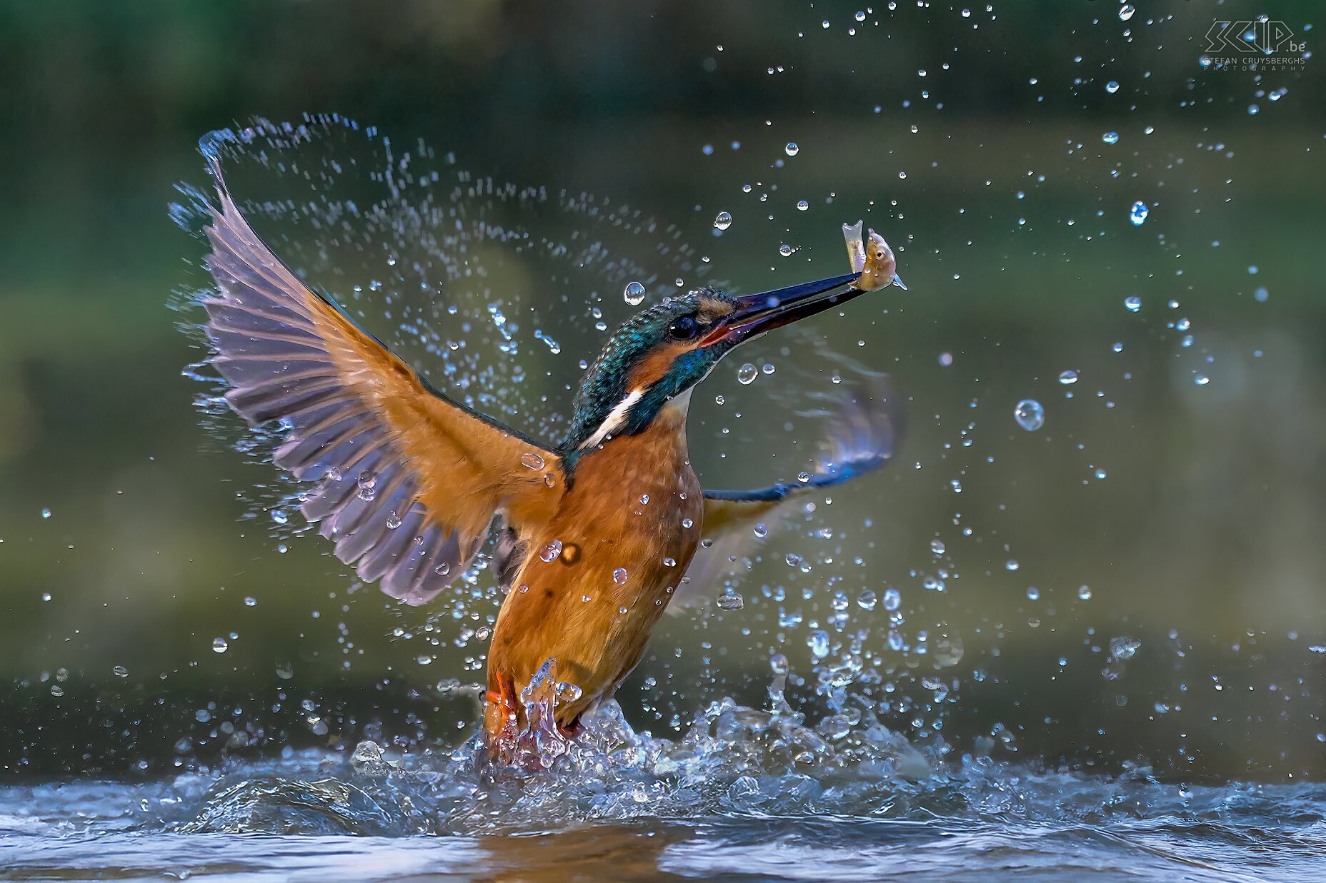 Kingfishers I have been photographing kingfishers for over ten years, but with modern cameras, it has become much easier to capture them sharply in full action. Here is a varied series of static and action shots of diving kingfishers with fish. Stefan Cruysberghs
